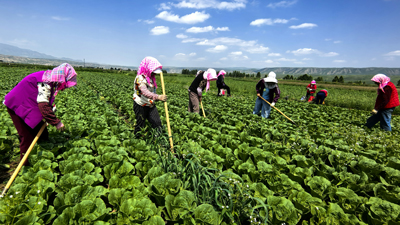 甘肃肃南：5000亩高原夏菜抢“鲜”上市