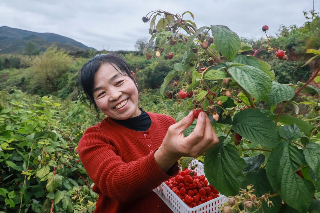 甘肃宕昌：种植红树莓助农增收