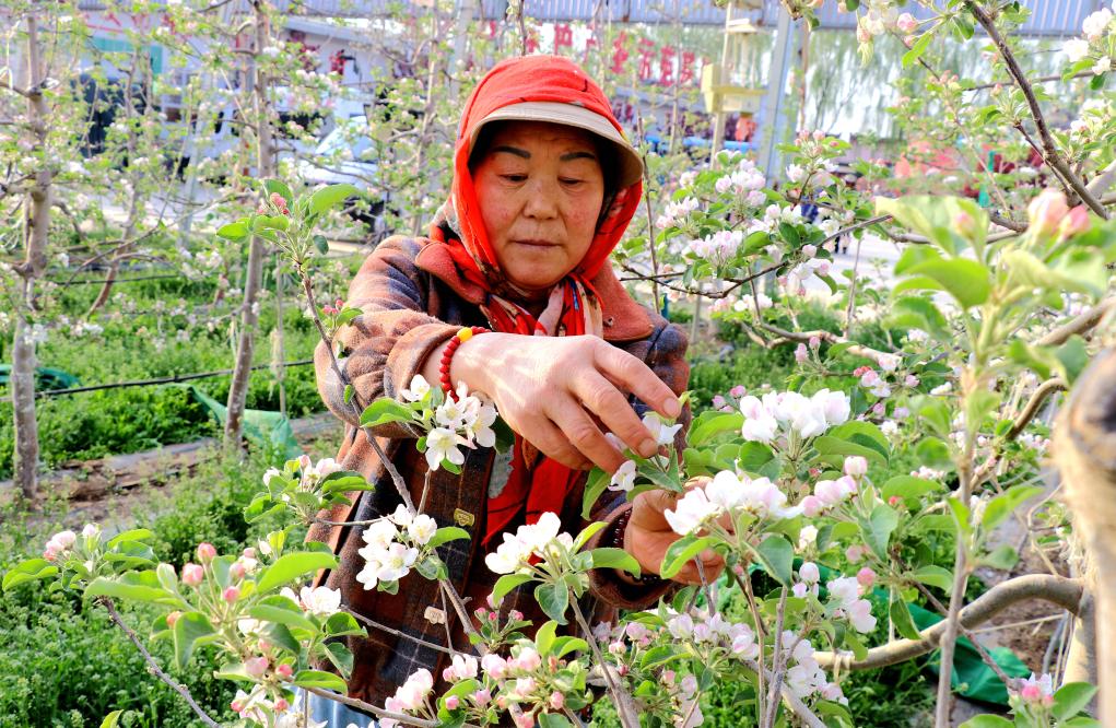 甘肃静宁：苹果花开农事忙