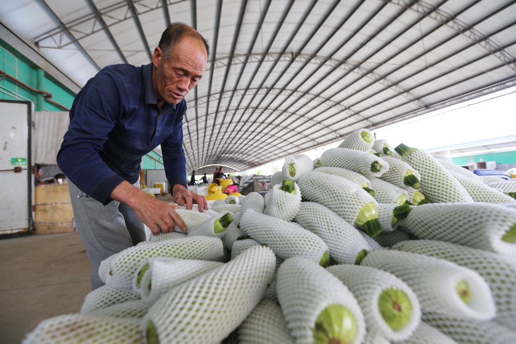 甘肃定西：高原夏菜新鲜上市