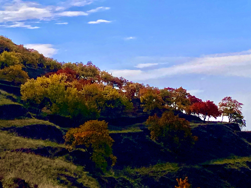 深秋时节,位于甘肃省庆阳市华池县境内的桥山山脉层林尽染,色彩斑斓