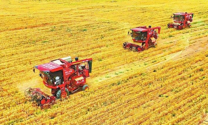 张掖市高台县710亩小麦喜获丰收
