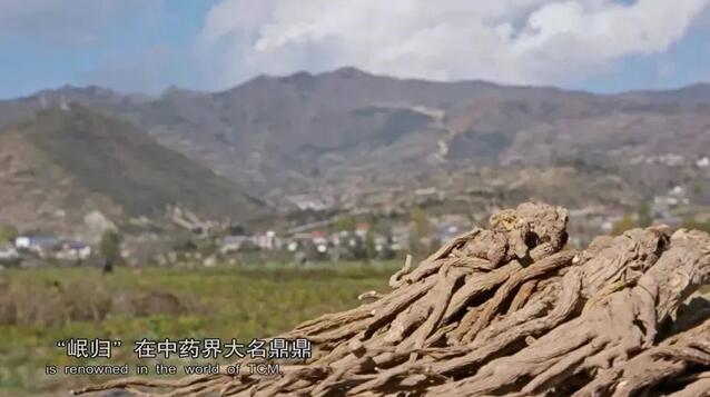 BOB全站“甘味”区域公用品牌：岷县当归(图2)